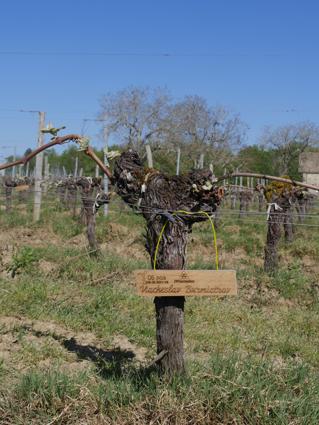 Виноградник на урожай